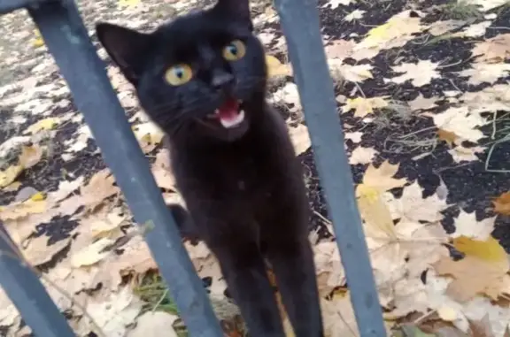 Найдена кошка, Москва, фото: Найдена черная кошка, Косинская ул., Москва