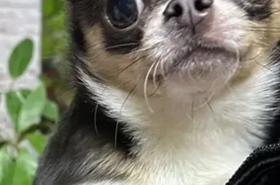 Собаки потеряшки, Московская область, фото: Потеряшка чихуахуа, Дмитровское шоссе