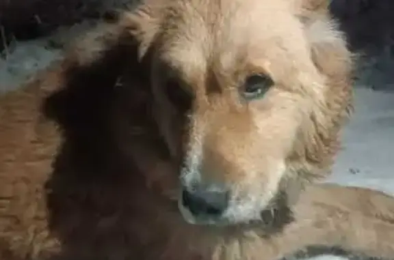 Найдена собака, Караганда, фото: Сбита собака, Ученический 20, Караганда