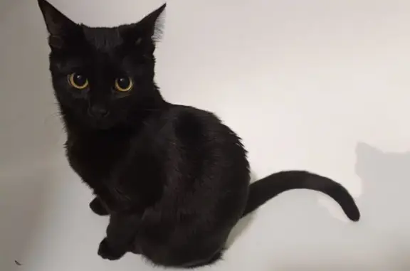 Кошки потеряшки, Фрязино, фото: Потеряшка черная кошка, пр. Мира 6, Фрязино