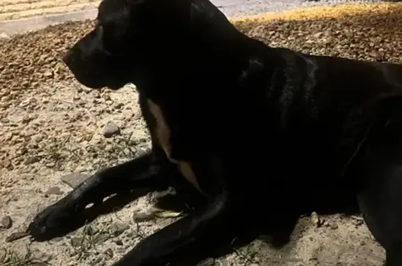 Собака найдена на ул. Володарского, Шахты