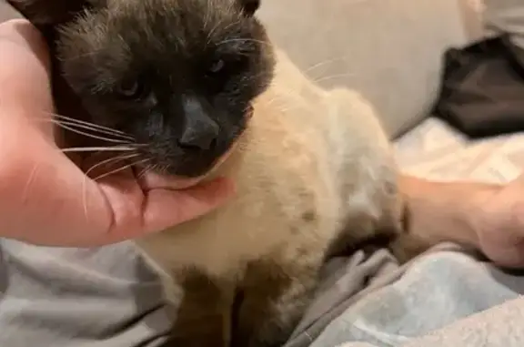 Найденные животные , фото: Кошка найдена: Мичуринская ул., 169Б