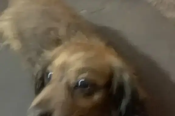 Найдена собака, Балашиха, фото: Собака найдена: Балашиха, Калинина 12