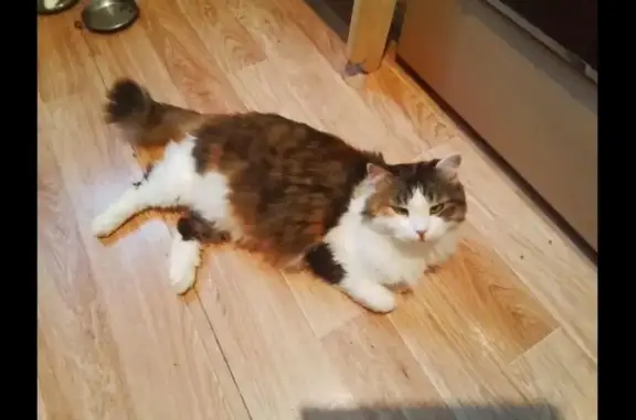 Кошки потеряшки, Московская область, фото: Потеряшка кошка на Липкинском шоссе, 41