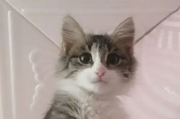 Кошки потеряшки, Уфа, фото: Потеряшка кошка, Уфа, пр. Октября, 34