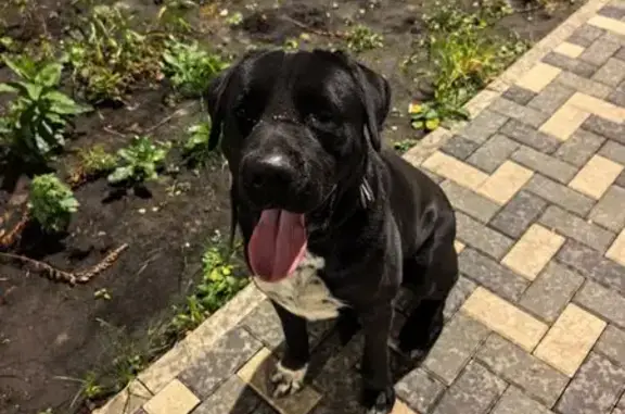 Найдена собака, , фото: Собака найдена: Вадима Усова, 23