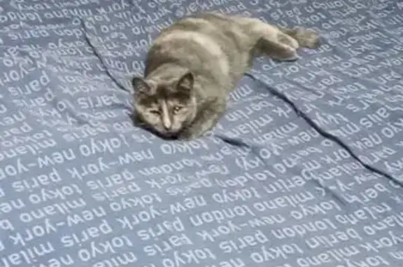 Найдена кошка, Ростов-на-Дону, фото: Кошка найдена: Российская ул., Ростов-на-Дону