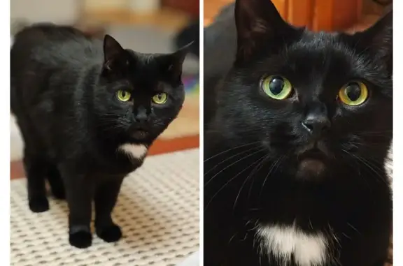 Кошки потеряшки, Нижний Новгород, фото: Потеряшка кошка, ул. Генерала Зимина, 12