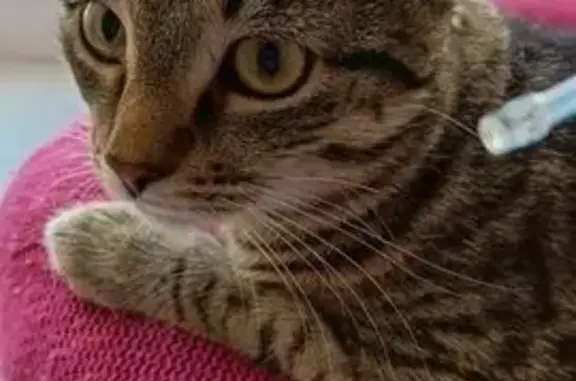 Пропала кошка, Большая ул., Рыбное