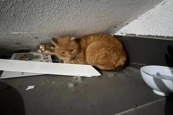 Кошка найдена на ул. Курынова, 10 к3, Казань