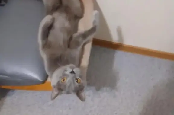 Пропала кошка, Клубная ул. 22, Хабаровск