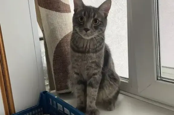 Пропала кошка, Кантемировская 39, Москва