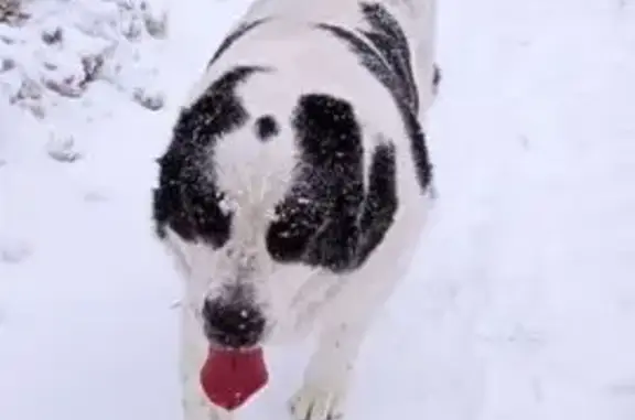 Собаки потеряшки, Томск, фото: Потеряшка собака, Континентальная ул., Томск
