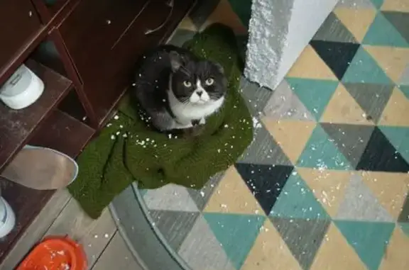 Кошки потеряшки, Бийск, фото: Потеряшка кошка, ул. Пушкина, 78, Бийск