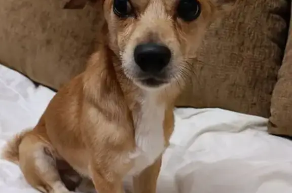 Найдена собака у ТД Домино, Аустрина 152Б