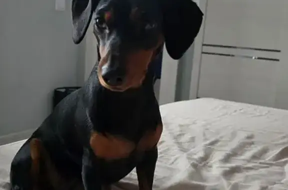 Потерянные животные Приморский край, фото: Пропала собака: Находка, Приморский край