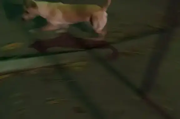 Найдена собака, Волгоград, фото: Найдена собака, бульвар Энгельса, 4