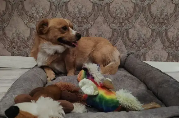 Пропала собака, Орджоникидзе 44, Балашов