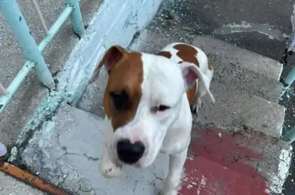 Собака найдена: ул. Воронова, Красноярск