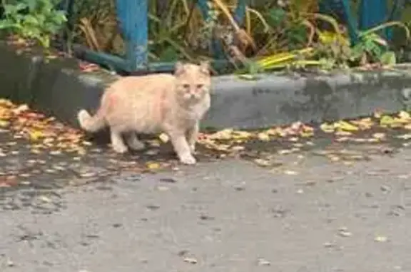 Найдена кошка, Красково, фото: Кошка найдена: Школьная ул., 6, Красково