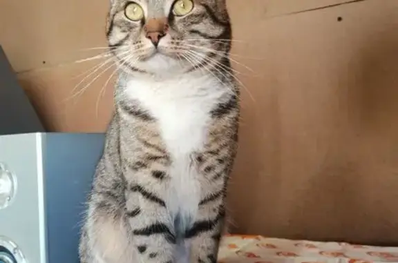 Кошки потеряшки, Благовещенск, фото: Потеряшка кот Дейл на Пограничной, 68!