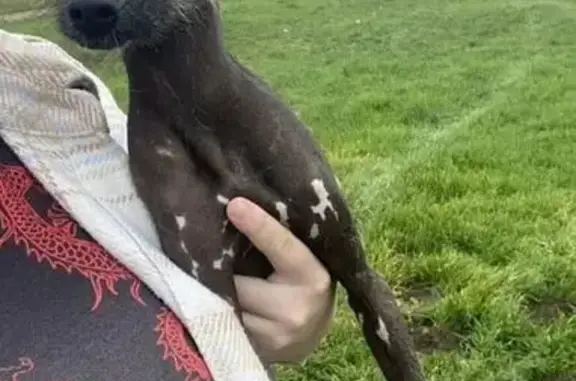 Китайская хохлатая найдена, Кропоткин