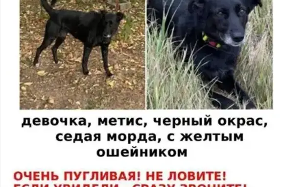 Пропала собака, Сергиев Посад, МО