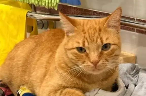 Кошки потеряшки, Ставрополь, фото: Потеряшка рыжий котик, ул. Тельмана, 95