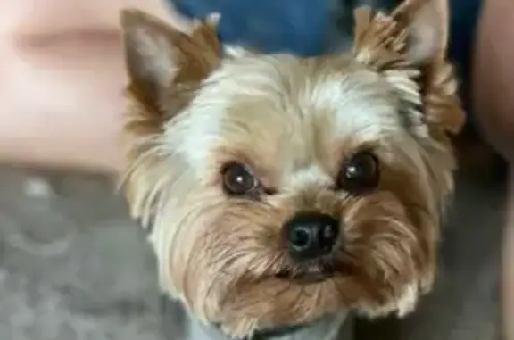 Собаки потеряшки, Краснодар, фото: Потеряшка собака Йорк, Кировский пер., 10