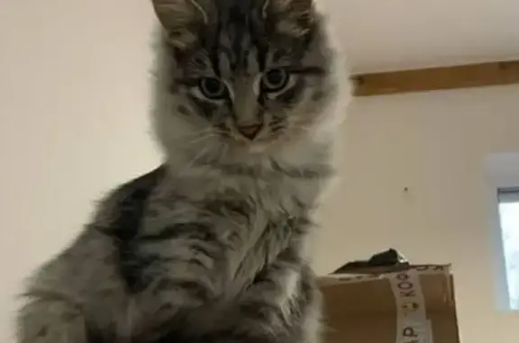 Кошки потеряшки, , фото: Потеряшка кошка, ул. Ильфата Закирова, Ижевск