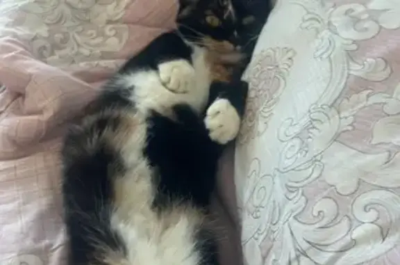 Пропала кошка, Краснореченская ул., Хабаровск