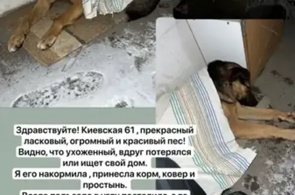 Найдена собака, Киевская 61, Томск