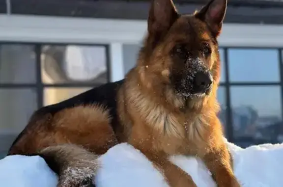 Собаки потеряшки, Уфа, фото: Потеряшка овчарка, Уфа, ул. Геологов, 40А