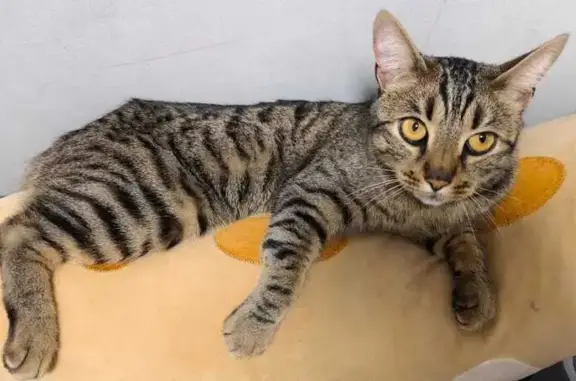 Объявления о пропавших и найденных животных, Свердловская область, фото: Кошка найдена: Нижний Тагил, Свердловская