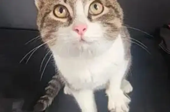 Найдена кошка, Екатеринбург, фото: Котик найден, Полевая ул., Уралмаш