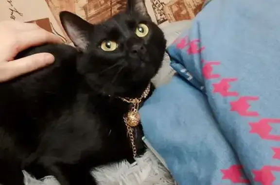 Найденные животные Петрозаводск, фото: Найдена кошка, Судостроительная 16