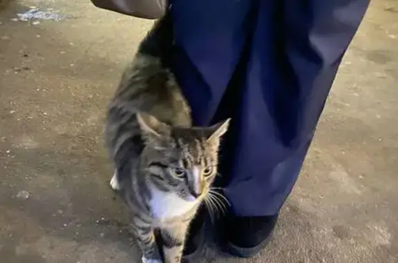 Найдена кошка на Броневой улице, СПб