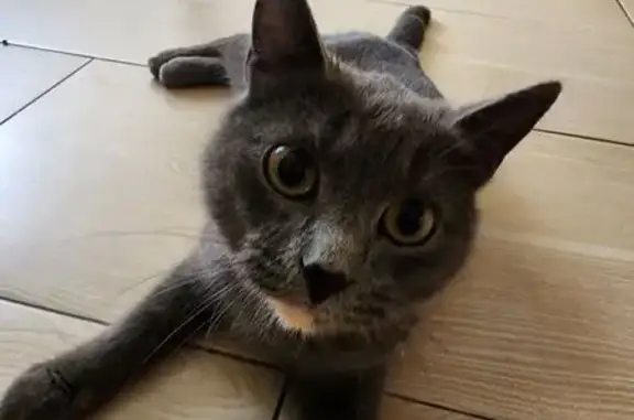 Найдена кошка, Тюмень, фото: Кошка найдена, ул. Василия Гольцова, 34