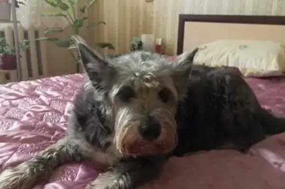 Пропала собака Сима, Петербургское шоссе