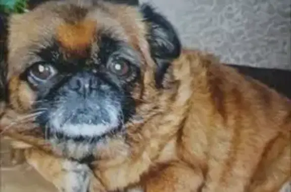 Пропала собака, ул. Евдокимова, Ростов-на-Дону