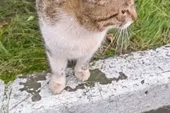 Найдена кошка, Санкт-Петербург, фото: Кошка найдена: Партизанская 11А, СПб