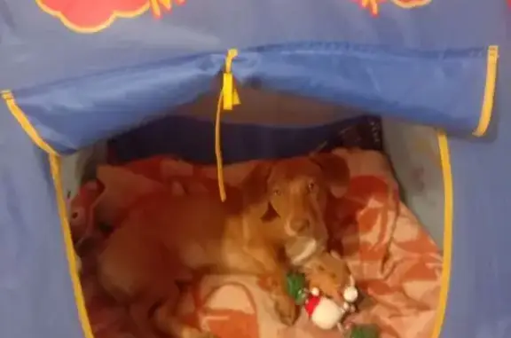 Пропала собака на Красном проспекте, НСК