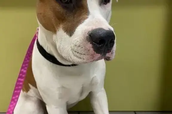 Найдена собака, Красноярск, фото: Амстаф найден: ул. Воронова, Красноярск