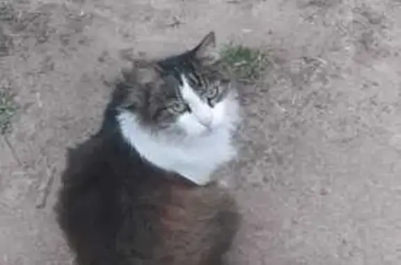 Кошки потеряшки, Чебоксары, фото: Потеряшка кошка, ул. Энгельса, 38, Чебоксары