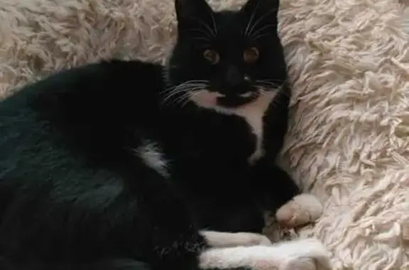 Пропал кот Вася, ул. Городской Вал, 13