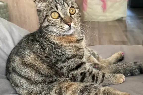 Пропала кошка, Элеваторная 104А, Стерлитамак