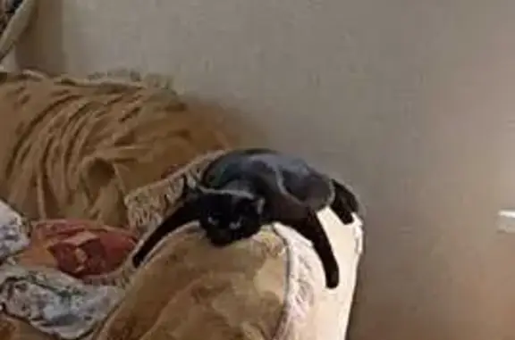 Пропала кошка, Ангарская ул. 4, Волгоград