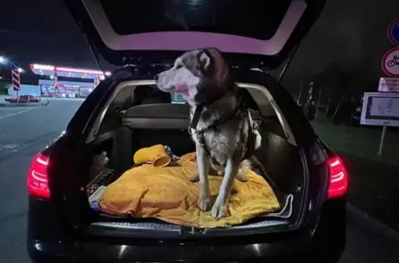 Найдена собака, Москва, фото: Собака найдена на АЗС Лукойл, МКАД 16 км