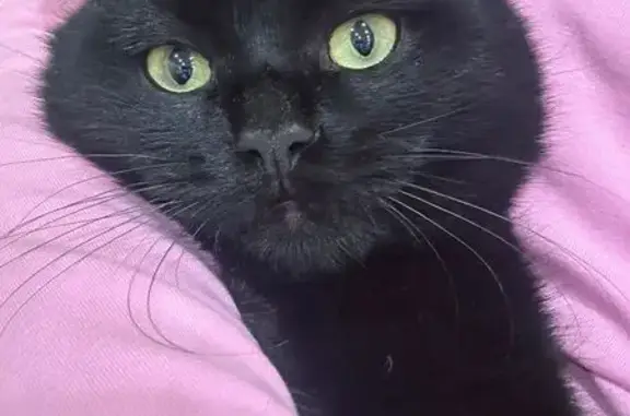 Кошки потеряшки, Рассказово, фото: Потеряшка кошка, Грушевая ул. 2, Рассказово