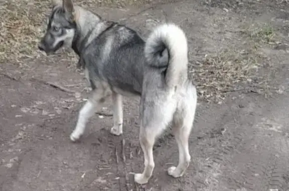 Пропала хаски, ул. Максима Горького, 22, Тула
